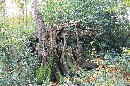 IMG_0786.JPG